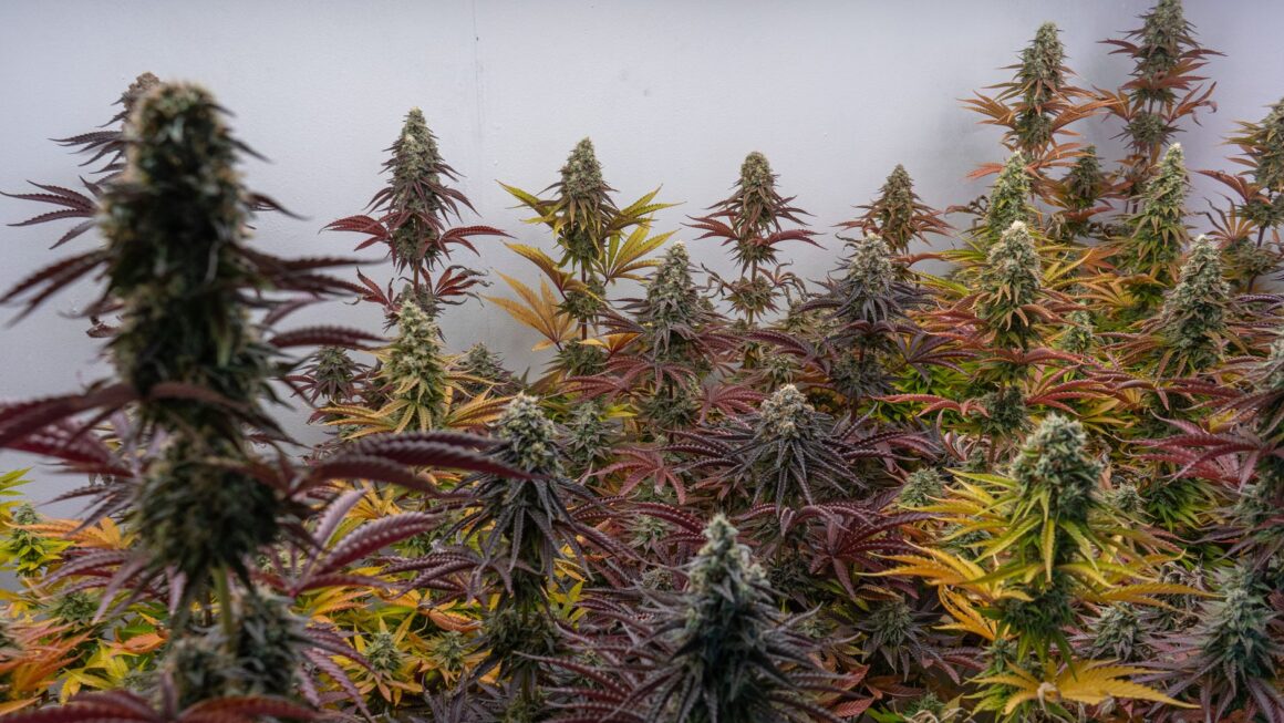 Sativa vs Indica: Understanding Cannabis Variety in Today’s Market