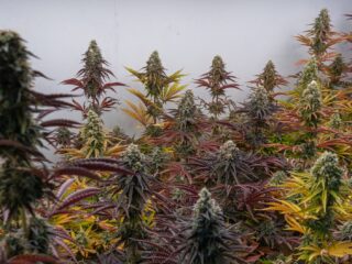 A variety of cannabis plants in different colors and stages of growth.